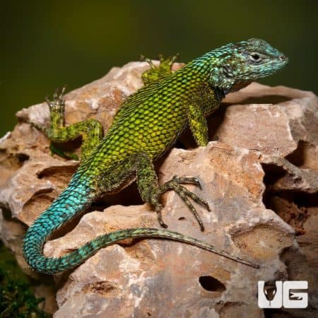 Blue Headed Emerald Swifts (Sceloporus malachiticus) For Sale - Underground Reptiles