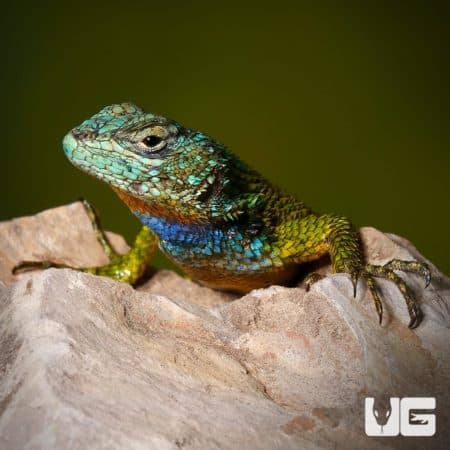 Blue Headed Emerald Swifts (Sceloporus malachiticus) For Sale - Underground Reptiles