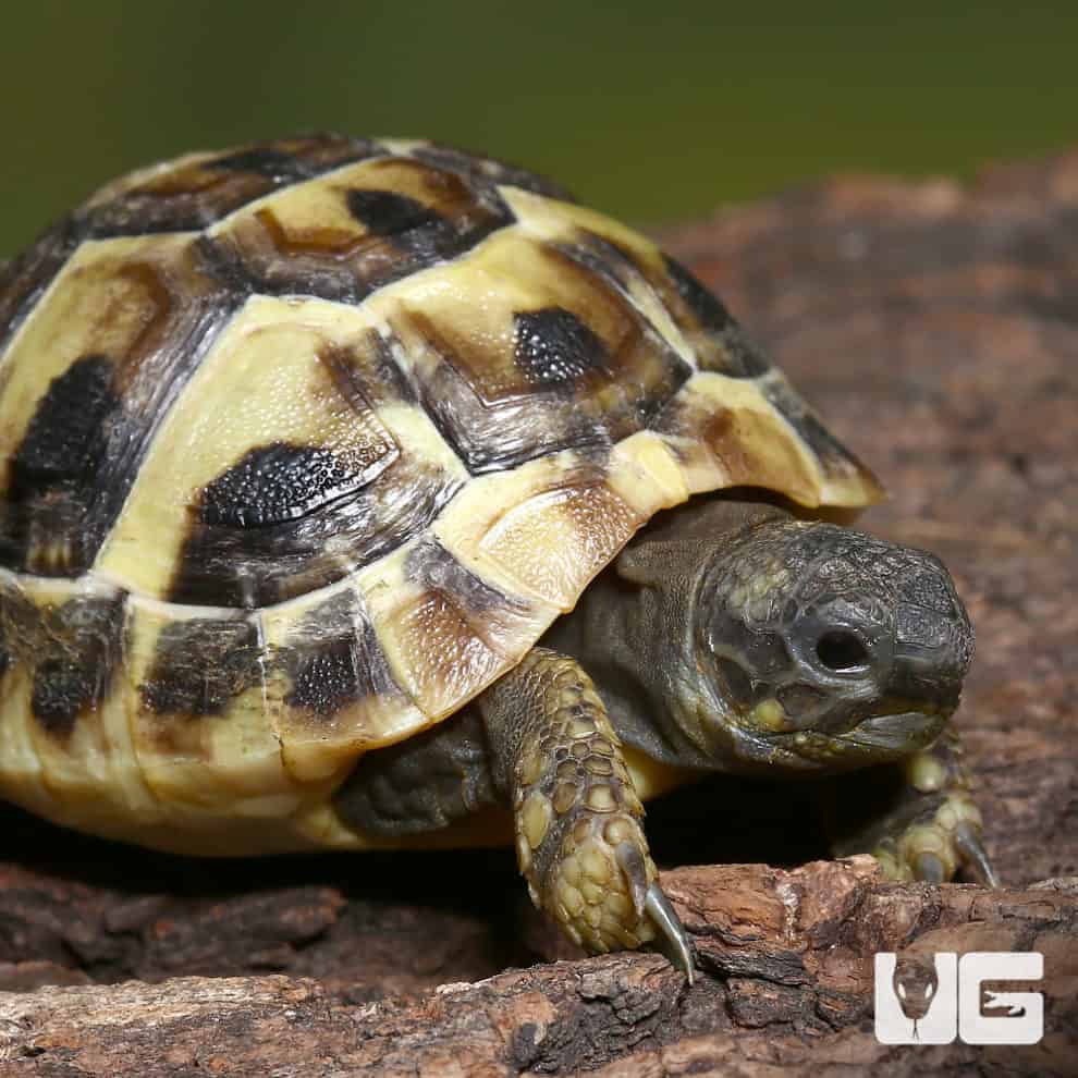 Tortoises For Sale - Underground Reptiles