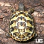 Baby Hermann's Tortoises For Sale - Underground Reptiles