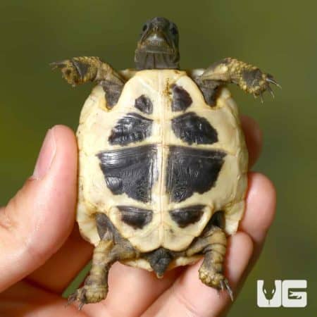 Baby Hermann's Tortoises For Sale - Underground Reptiles