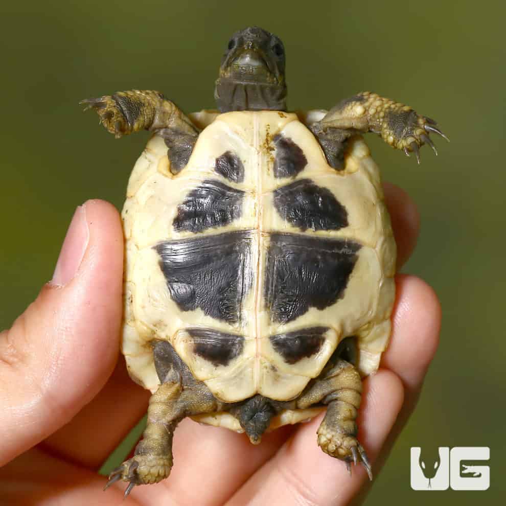 Baby Hermann's Tortoise For Sale - Underground Reptiles