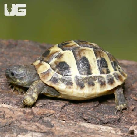 Baby Hermann's Tortoises For Sale - Underground Reptiles