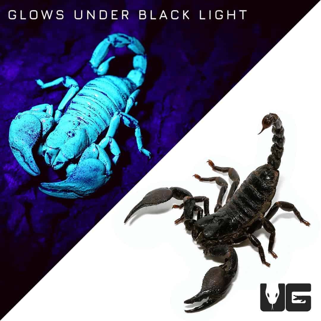emperor scorpion black light