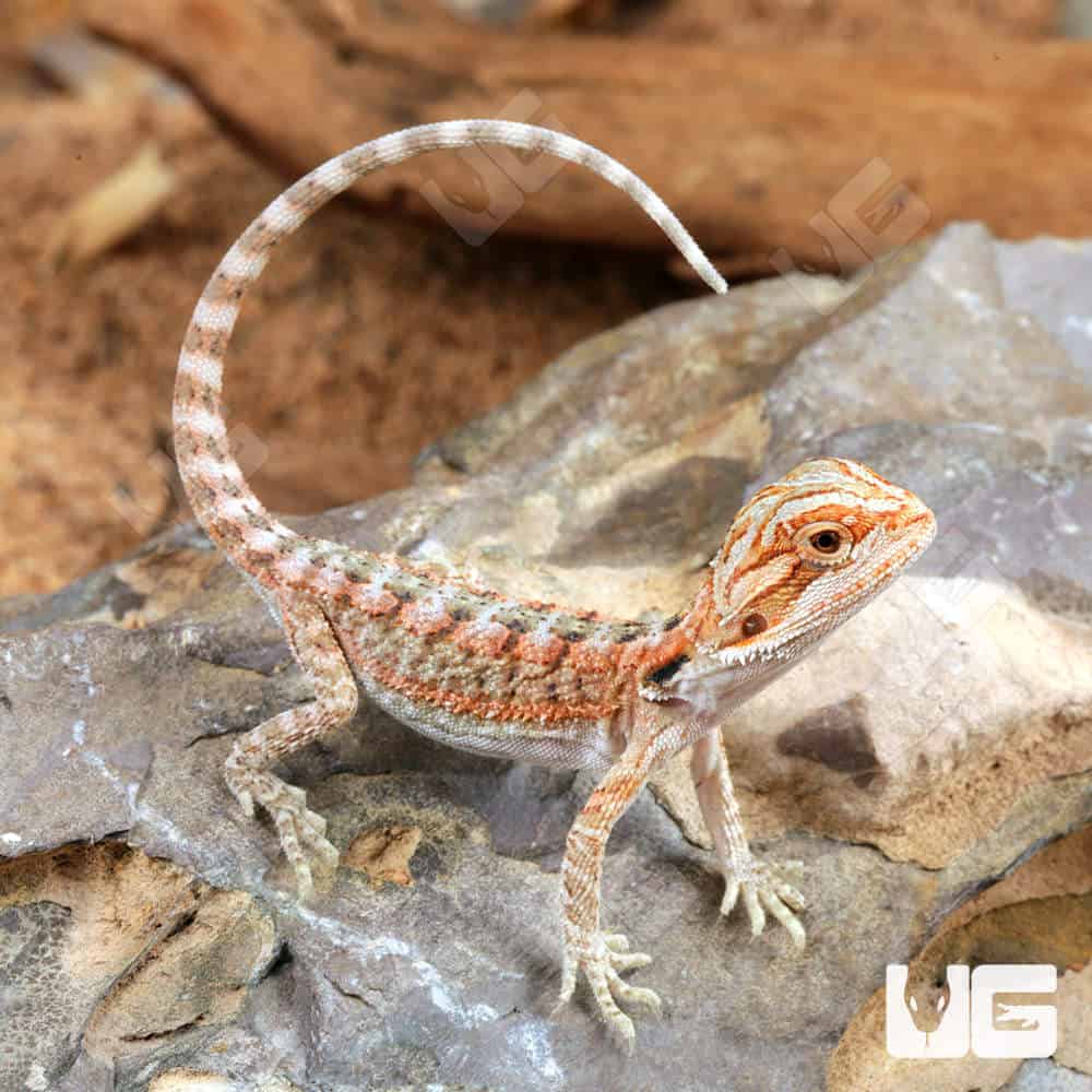 Baby Bearded Red Dragon Reptile Spoil BasketJJ's Reptiles – Baby