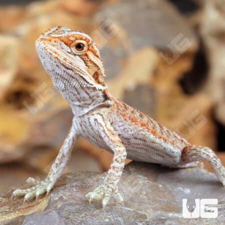 Baby Hypo Inferno Bearded Dragons For Sale - Underground Reptiles