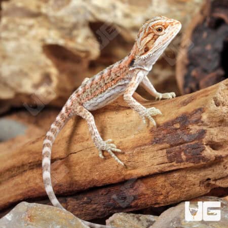 Baby Hypo Inferno Bearded Dragons For Sale - Underground Reptiles