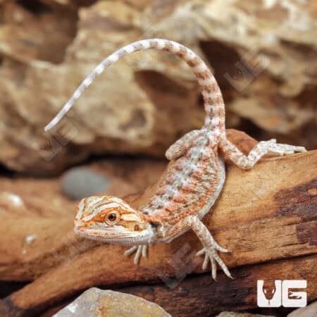 Baby Hypo Inferno Bearded Dragons For Sale - Underground Reptiles