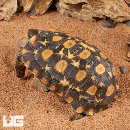 Speke's Hingeback Tortoises For Sale - Underground Reptiles