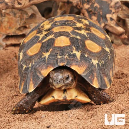Speke's Hingeback Tortoises For Sale - Underground Reptiles