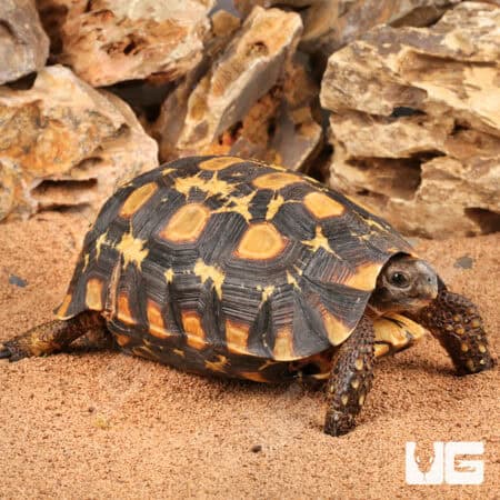 Speke's Hingeback Tortoises For Sale - Underground Reptiles
