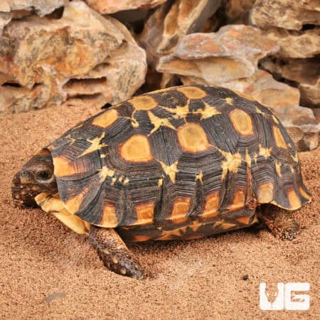 Speke's Hingeback Tortoises For Sale - Underground Reptiles