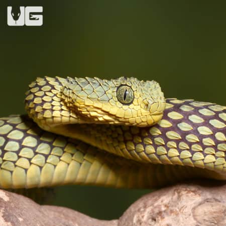 Adult Banded Green Squamigera Bush Viper (Atheris squamigera) For Sale - Underground Reptiles