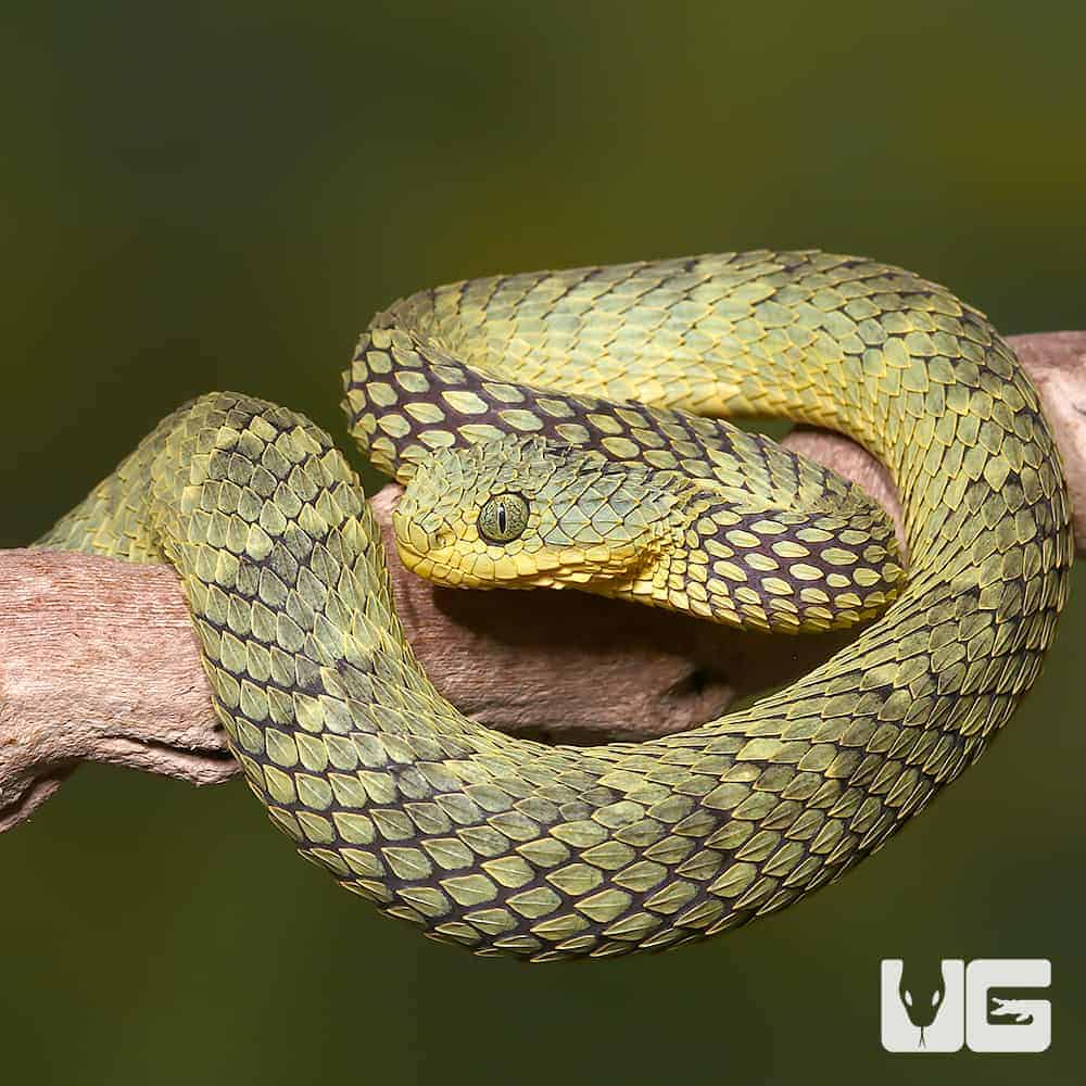 Green bush viper Atheris squamigera , on a branch, captive, Congo