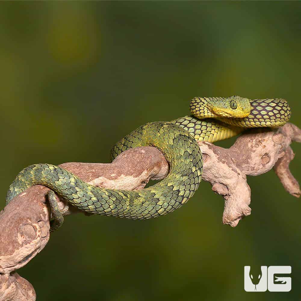 Green bush viper Atheris squamigera , on a branch, captive, Congo