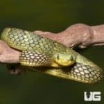 Adult Banded Green Squamigera Bush Viper (Atheris squamigera) For Sale - Underground Reptiles