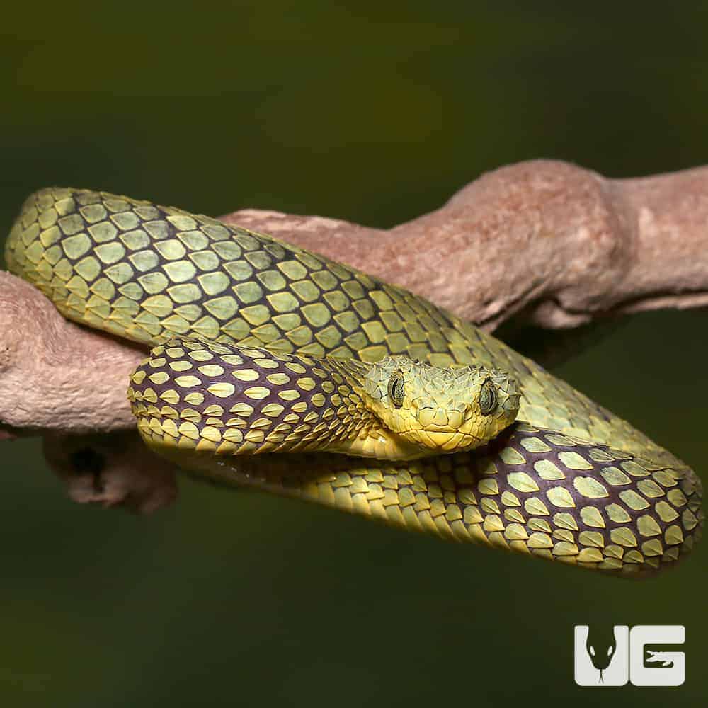 African Bush Viper (Atheris squamigera) - JungleDragon