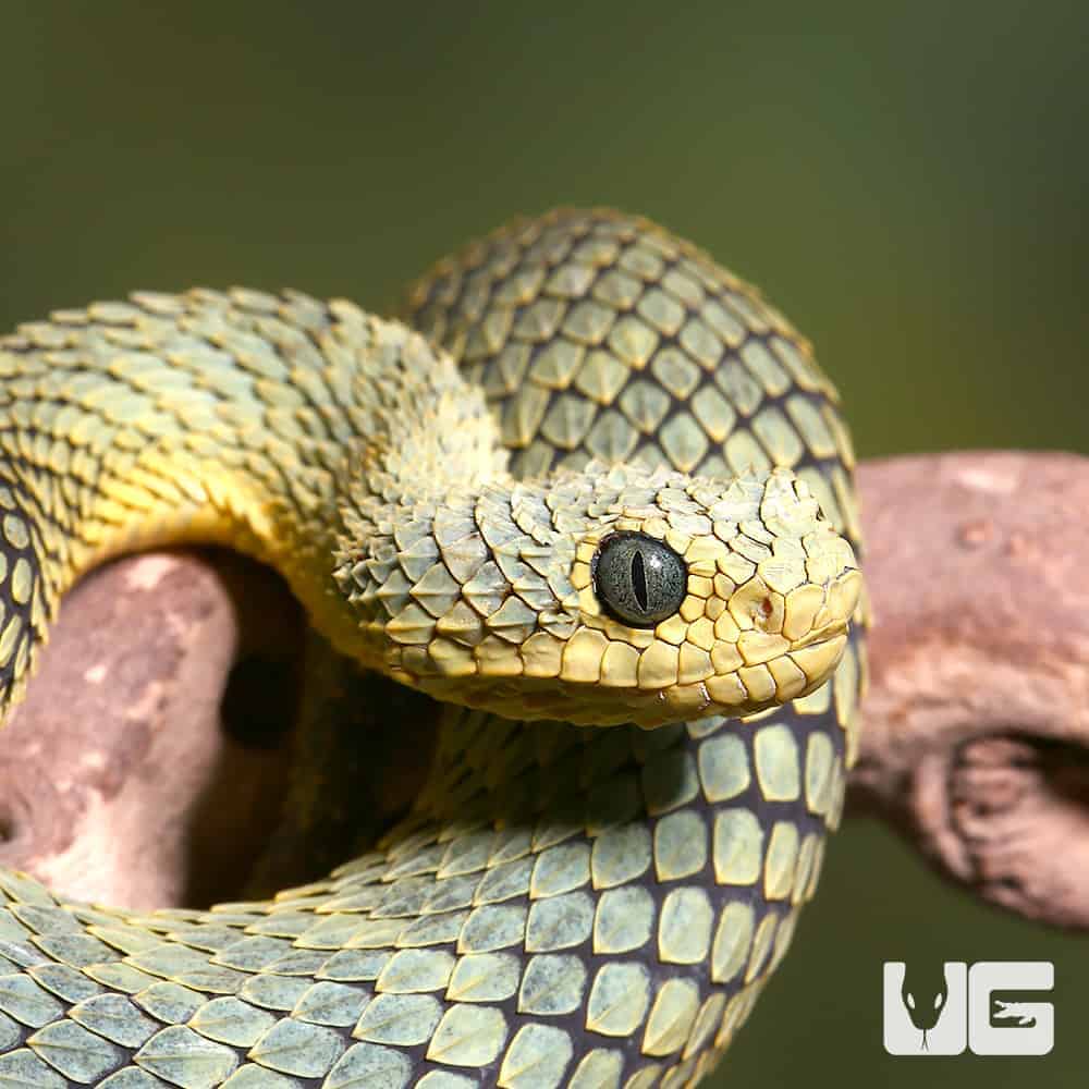 Black Dragon - Venomous Black Bush Viper Snake (Atheris squamigera