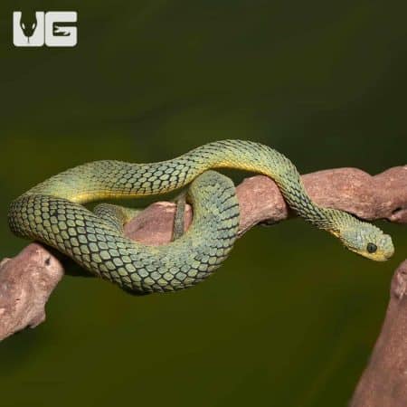Adult Cool Green Squamigera Bush Viper (Atheris squamigera) For Sale - Underground Reptiles