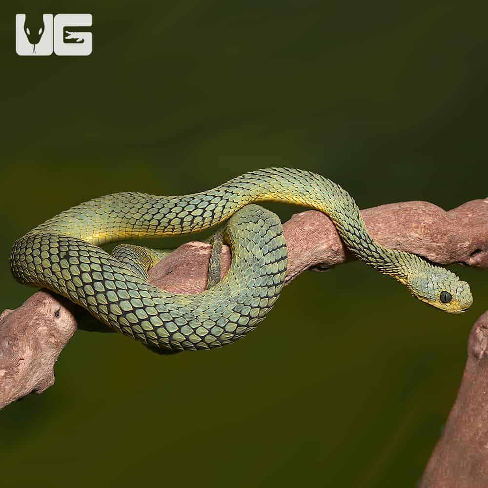 African Bush Viper (Atheris squamigera) - JungleDragon