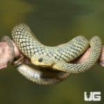 Adult Cool Green Squamigera Bush Viper (Atheris squamigera) For Sale - Underground Reptiles