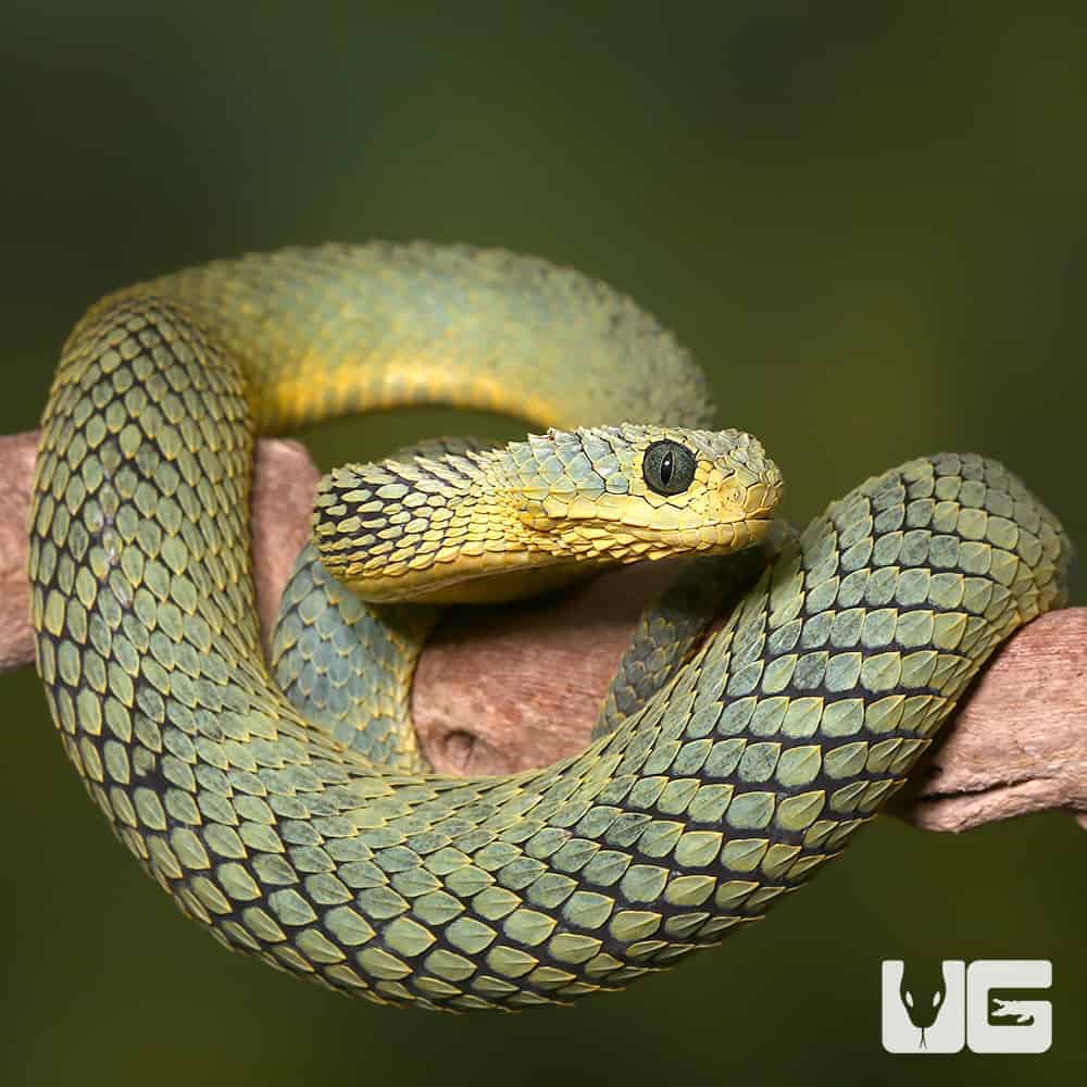 Adult Cool Green Squamigera Bush Viper (Atheris squamigera) For Sale