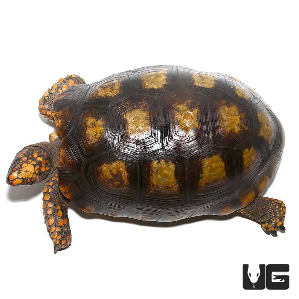 Tortoises For Sale - Underground Reptiles