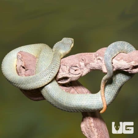 Adult Green Patternless Squamigera Bush Viper (Atheris squamigera) For Sale - Underground Reptiles