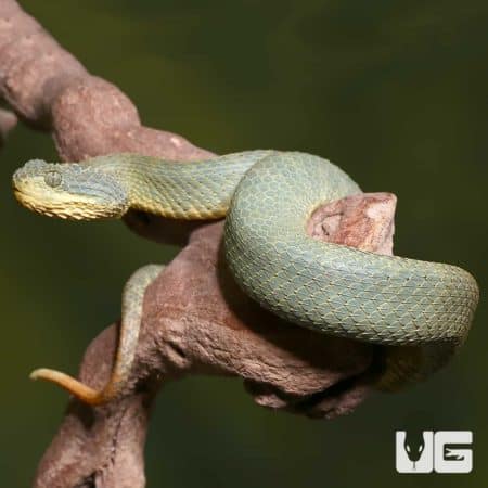 Adult Green Patternless Squamigera Bush Viper (Atheris squamigera) For Sale - Underground Reptiles