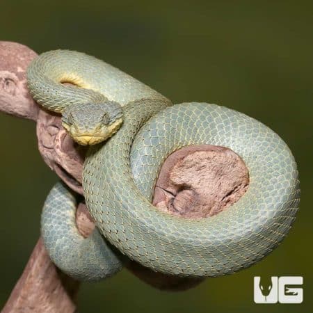 Adult Green Patternless Squamigera Bush Viper (Atheris squamigera) For Sale - Underground Reptiles