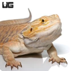 Bearded Dragons For Sale - Underground Reptiles