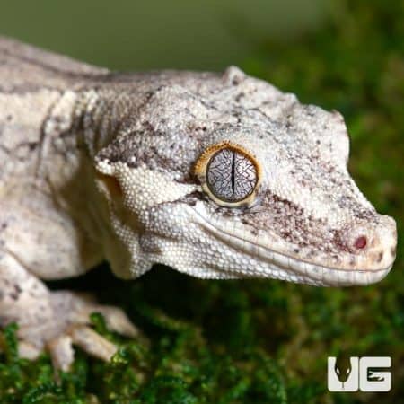 Crested & New Caledonia Geckos For Sale - Underground Reptiles