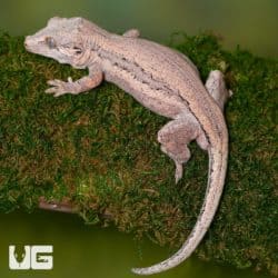 Adult Male Striped Pink Base Gargoyle Geckos For Sale - Underground Reptiles