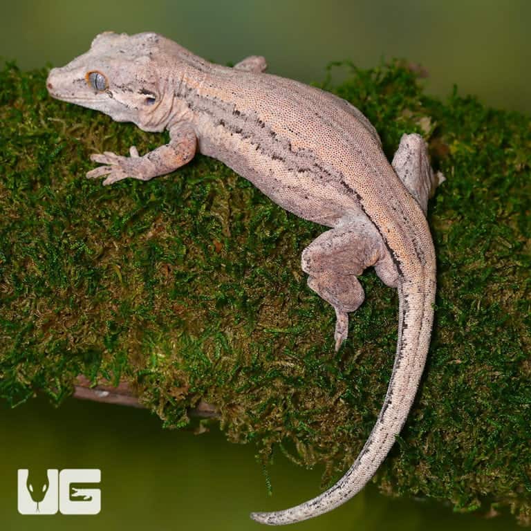 Adult Male Striped Pink Base Gargoyle Geckos (Rhacodactylus auriculatus