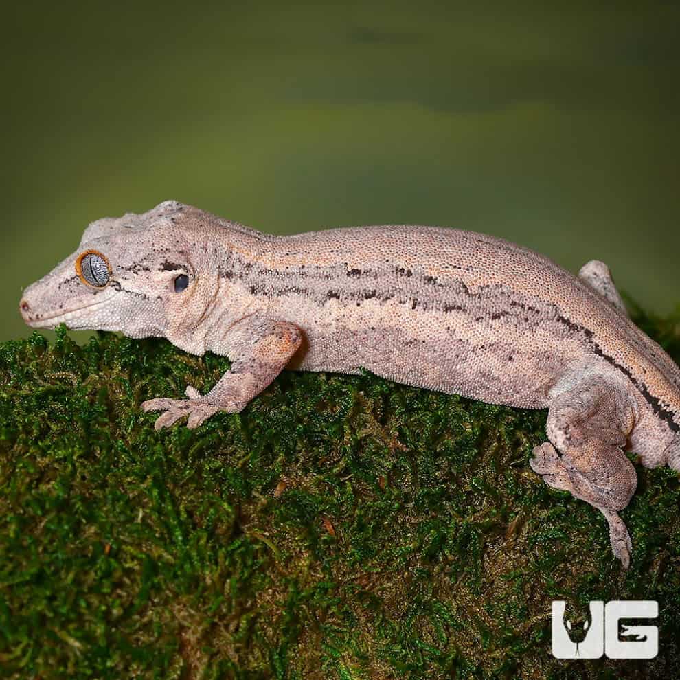 Adult Male Striped Pink Base Gargoyle Geckos (Rhacodactylus auriculatus
