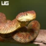 Adult Orange Habanero Squamigera Bush Viper (Atheris squamigera) For Sale - Underground Reptiles