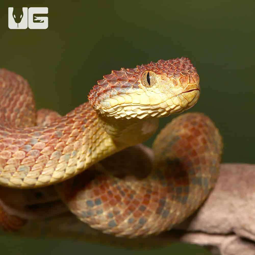 Stock photo of Bush viper (Atheris squamigera) captive, occurs in West and  Central Africa.. Available for sale on