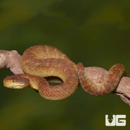 Adult Orange Habanero Squamigera Bush Viper (Atheris squamigera) For Sale - Underground Reptiles