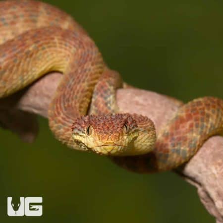 Adult Orange Habanero Squamigera Bush Viper (Atheris squamigera) For Sale - Underground Reptiles