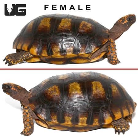 Adult Yellowfoot Tortoise pair, showcasing vibrant shell patterns and distinctive yellow markings.