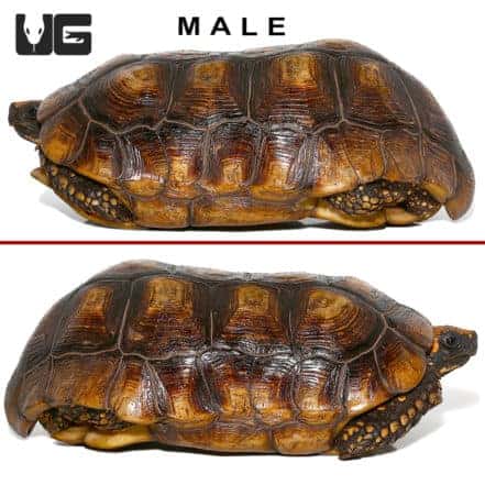 Yellowfoot Tortoises (Geochelone denticulata) For Sale - Underground ...