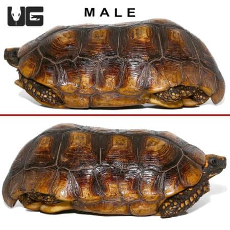 Yellowfoot Tortoises (Geochelone denticulata) For Sale - Underground Reptiles