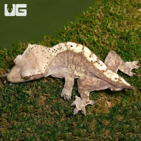 Adult Male Dalmation Harlequin Tailless Crested Geckos (Correlophus ciliatus) For Sale - Underground Reptiles