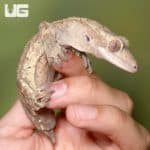 Adult Male Dalmation Harlequin Tailless Crested Geckos (Correlophus ciliatus) For Sale - Underground Reptiles