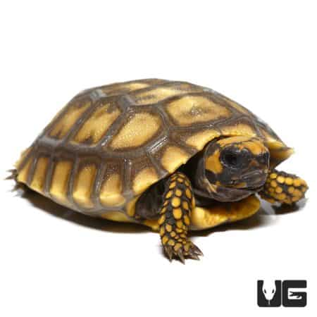 Baby Amazon Basin Giant Yellow Foot Tortoise Pairs For Sale - Underground Reptiles