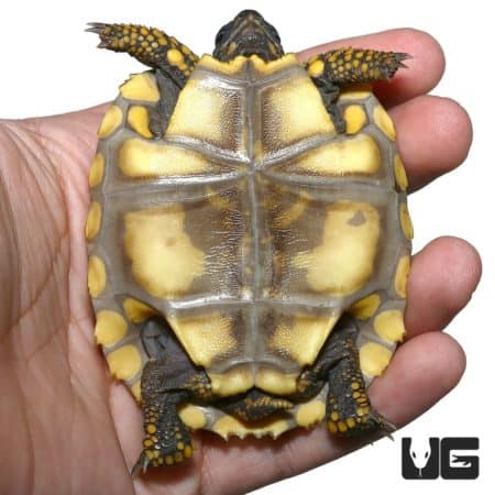 Baby Yellowfoot Tortoises For Sale - Underground Reptiles