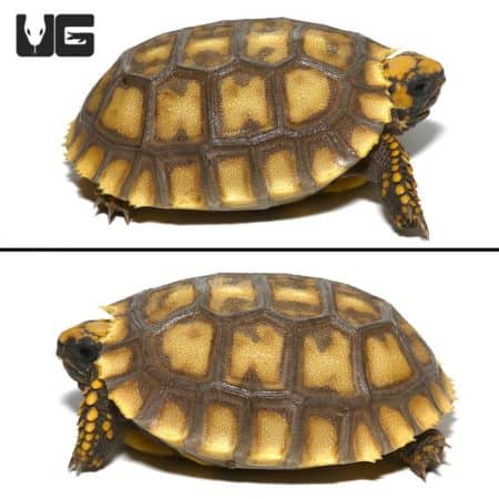 Baby Amazon Basin Giant Yellow Foot Tortoise Pairs For Sale - Underground Reptiles