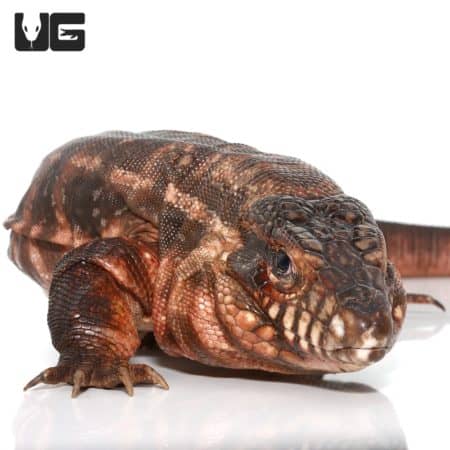 Argentine Red Tegus For Sale - Underground Reptiles