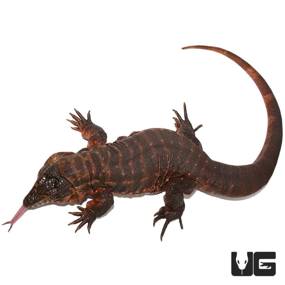 Juvenile Argentine Red Tegus For Sale Underground Reptiles