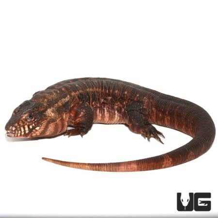 Argentine Red Tegu, female, in a natural pose.